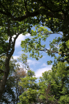 Tree Canopy_FL056