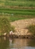Egypt Street and River 2 2jpg