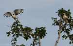 Palm-nut vultures