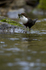 DIPPERS