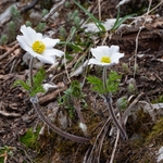 Alpine Pasque flower (Pulsatilla alpina subsp millefoliata)