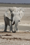 Old Man of Etosha