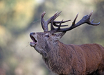Red Deer - Cervus elaphus