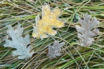 Leaves and Grass