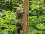 Grey Squirrel