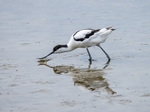 Avocet