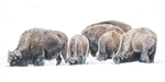 Bison-6