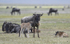 N'Gorongoro