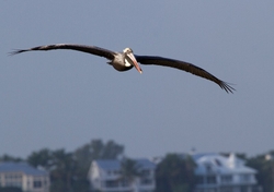  Pelicans _0018