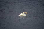 Whooper Swan