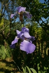 Iris 1009