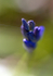 Bluebell macro 2