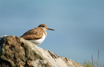 Common Sandpiper