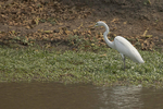 Great White Egret