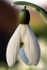 Snowdrop