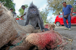 Silver leaf monkey picking though a street vendors bag in Kuala Lumpur