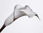 Flowers 002b