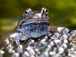 Common Frog (04)