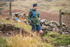 Langdale-2021