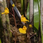 Southern bladderwort (Utricularia australis) 