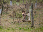 Short-eared Owl