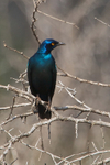 Cape (Red-Shouldered) Glossy Starling perched on a thorny branch