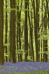 Bluebell Wood