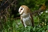 Barn Owl