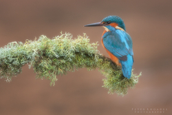 Kingfisher