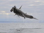 Great White Shark breach (frame 7), Mossel Bay, South Africa