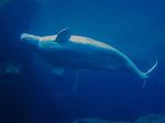 Beluga