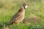 Red-legged partridge 250312  37a