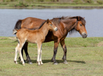Foals at Whitten Pond - 3