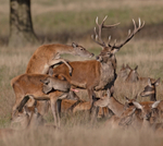 Red Deer - Cervus elaphus