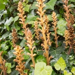 Ivy broomrape (Orobanche hederae)