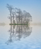 Blue Mist