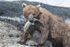 McNeil River Bears-7