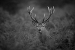 Red Deer