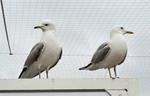 Common Gull