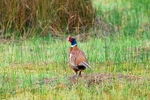Pheasant