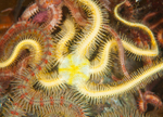 Ophiopholis aculeata