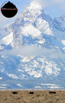 Three Bull Moose 0836