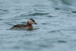 Red-necked Grebe, Farmoor Reservoir