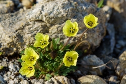 Svalbard Poppy