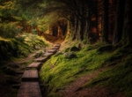 Enchanted Forest