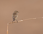 Stonechat (f) - Saxicola rubicola
