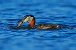 Red-necked Grebe with fish, Farmoor Reservoir