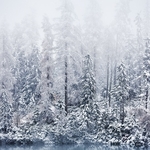 When the Snow Falls