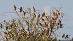 Red Billed Quela - SA
