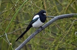 Magpie